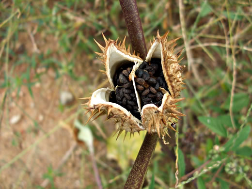 image of Datura stramonium, Jimsonweed, Thorn Apple