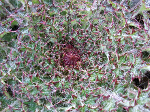 image of Cirsium horridulum var. horridulum, Common Yellow Thistle, Purple Thistle, Bristle Thistle, Horrid Thistle