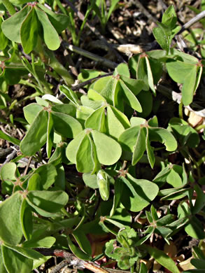 image of Oxalis stricta, Common Yellow Wood-sorrel