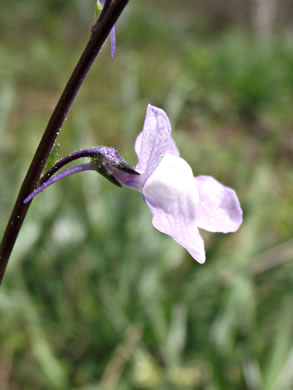 image of Linaria canadensis, Oldfield Toadflax, Common Toadflax, Canada Toadflax