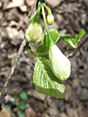 image of Halesia tetraptera var. tetraptera, Common Silverbell