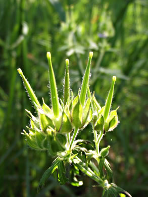 image of Geranium carolinianum, Carolina Cranesbill