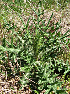 image of Cirsium vulgare, Bull Thistle