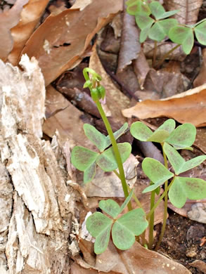 image of Oxalis violacea, Violet Wood-sorrel