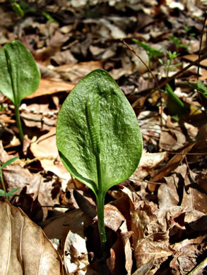 image of Ophioglossum pycnostichum, Southern Adder's-tongue
