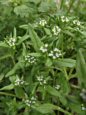image of Myosotis verna, Spring Forget-me-not, Early Forget-me-not, Early Scorpion-grass