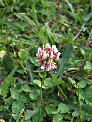 image of Trifolium hybridum, Alsike Clover
