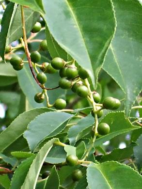 image of Prunus serotina var. serotina, Black Cherry, Eastern Wild Black Cherry, Bird Cherry