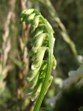 image of Vicia villosa ssp. varia, Smooth Vetch, Winter Vetch