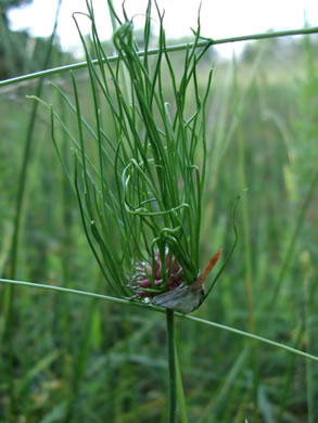 image of Allium vineale, Field Garlic, Wild Onion, Crow Garlic, Onion Grass