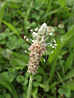 image of Plantago lanceolata, English Plantain, Buckhorn Plantain, Rib-grass