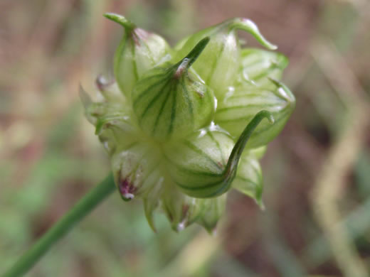 image of Allium vineale, Field Garlic, Wild Onion, Onion-grass, Crow Garlic