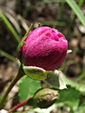 image of Rosa lucieae, Memorial Rose, Dorothy Perkins Rose, Lucie Rose