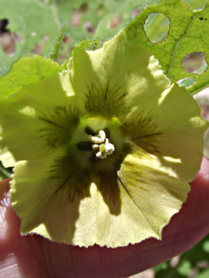 image of Physalis virginiana, Virginia Ground-cherry