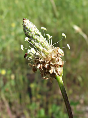 Plantago lanceolata, English Plantain, Buckhorn Plantain, Rib-grass, Narrowleaf Plantain