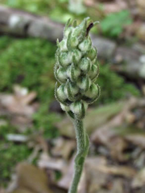 image of Goodyera pubescens, Downy Rattlesnake Plantain, Downy Rattlesnake-orchid