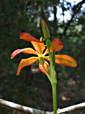 image of Iris domestica, Blackberry-lily
