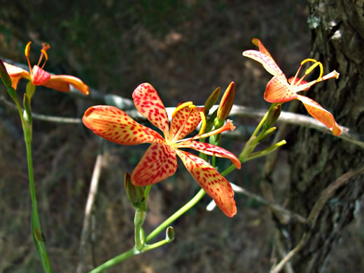 image of Iris domestica, Blackberry-lily, Leopard-lily