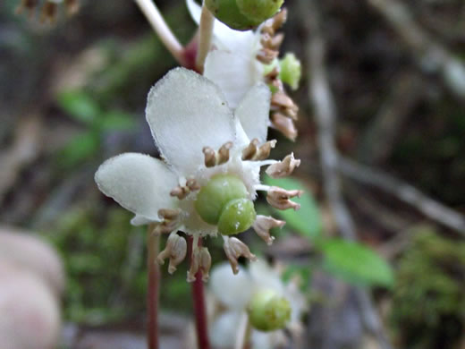 image of Chimaphila maculata, Pipsissewa, Striped Wintergreen, Spotted Wintergreen