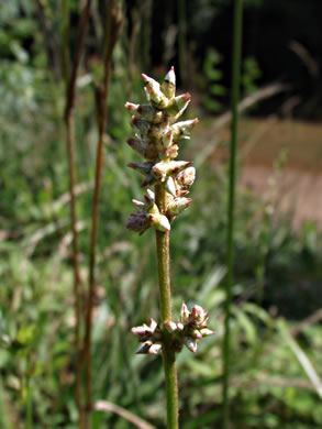 image of Froelichia gracilis, Slender Cottonweed