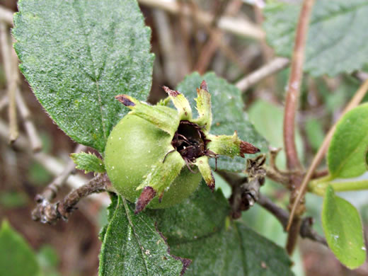 image of Crataegus uniflora, Oneflower Hawthorn, Dwarf Haw