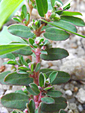 image of Euphorbia maculata, Spotted Spurge, Milk-purslane, Wartweed, Spotted Sandmat