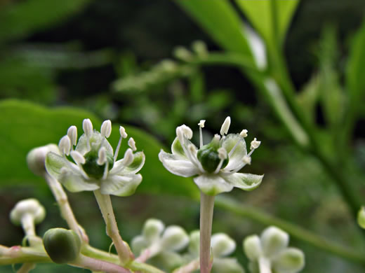 image of Phytolacca americana, Common Pokeweed, Poke