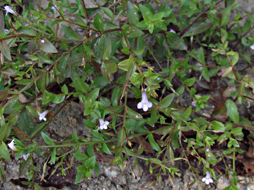 image of Lindernia dubia var. dubia, Yellowseed False Pimpernel