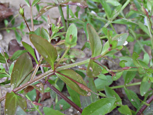 image of Lindernia dubia, Yellowseed False Pimpernel
