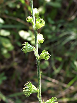 image of Agrimonia pubescens, Downy Agrimony