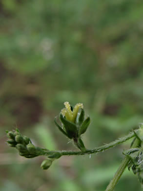 image of Tragia urticifolia, Nettleleaf Noseburn, Tragia