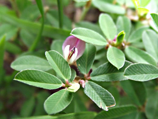 image of Kummerowia striata, Japanese-clover, Common Lespedeza, Annual Lespedeza