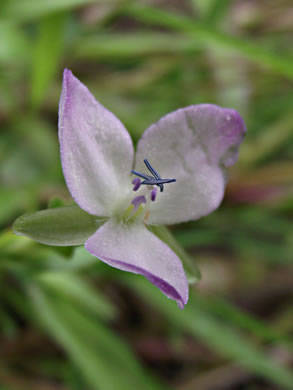 image of Murdannia keisak, Murdannia, Asian Spiderwort, Marsh Dewflower, Wart-removing Herb