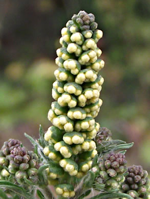 image of Ambrosia artemisiifolia, Annual Ragweed, Common Ragweed