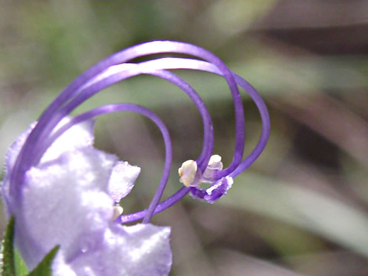 image of Trichostema dichotomum, Common Blue Curls, Forked Bluecurls