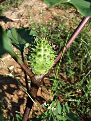 image of Datura stramonium, Jimsonweed, Thornapple, Stramonium