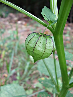 image of Physalis angulata, Smooth Ground-cherry, Cutleaf Ground-cherry
