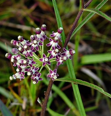 image of Asclepias longifolia, Longleaf Milkweed, Savanna Milkweed