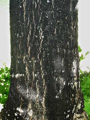 image of Acer nigrum, Black Maple