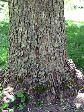 image of Aesculus glabra var. glabra, Ohio Buckeye, Fetid Buckeye