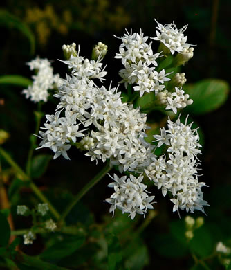 image of Ageratina aromatica, Small-leaved White Snakeroot, Aromatic Snakeroot, Wild-hoarhound, Small White Snakeroot