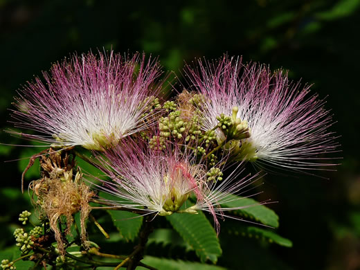 image of Albizia julibrissin, Mimosa, Silktree, Albizia