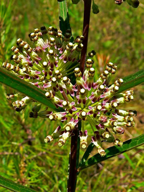 image of Asclepias hirtella, Barrens Milkweed, Green Milkweed, Prairie Milkweed