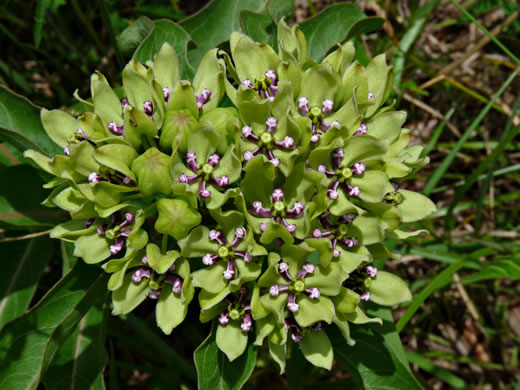 image of Asclepias viridis, Green Antelope-horn, Spider Milkweed, Green Milkweed