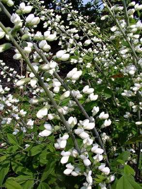 image of Baptisia leucantha, white wild indigo