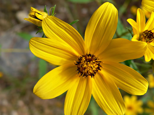image of Bidens polylepis, Ditch Daisy, Bearded Beggarticks, Midwestern Tickseed-sunflower, Tickseed Sunflower