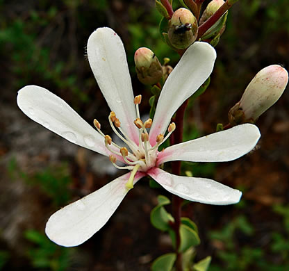 image of Bejaria racemosa, Tarflower, Flycatcher