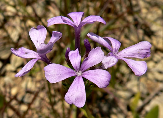 image of Buchnera americana, American Bluehearts, Prairie Bluehearts, Plains Bluehearts, Buchnera