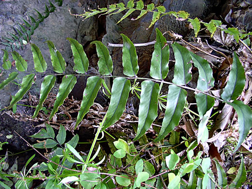 image of Cyrtomium fortunei, Fortune's Holly-fern, Fortune's Net-veined Holly Fern