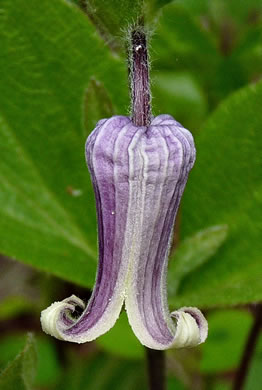 image of Clematis fremontii, Fremont's Leatherflower